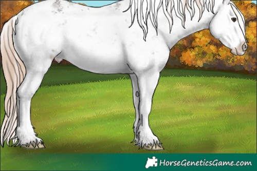 Horse Color:White Spotted Liver Chestnut Sabino Splash Varnish 