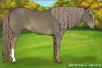 Horse Color:Chocolate Palomino 