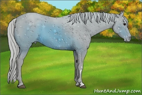 Horse Color:ERROR: UNKNOWN ANOMALY