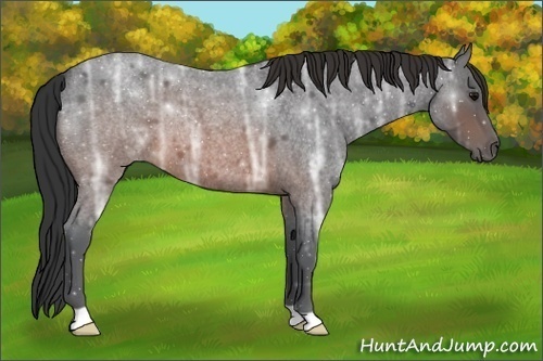 Horse Color:Brown Ice Roan 
