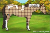 Horse Color:Plaid Bay Dun Tobiano Rabicano