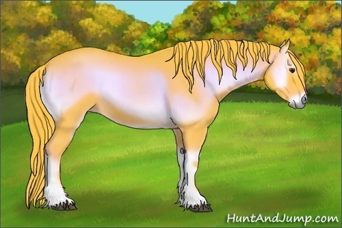 Horse Color:Watercolor Red Onyx 