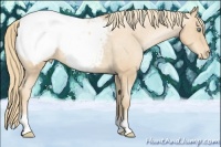 Horse Color:Gold Champagne Pearl Appaloosa 