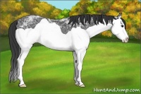 Horse Color:Black Ice Splash 