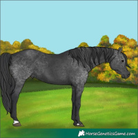 Horse Color:Black 