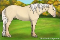 Horse Color:Silver Classic Cream Champagne Dun 