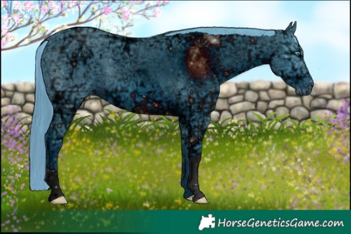 Horse Color:ERROR: UNKNOWN ANOMALY