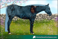 Horse Color:ERROR: UNKNOWN ANOMALY