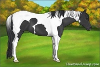 Horse Color:Black Tobiano 
