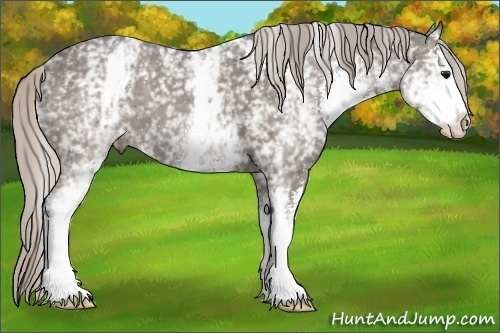 Horse Color:White Spotted Silver Black Sabino 