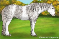 Horse Color:White Spotted Silver Black Sabino 