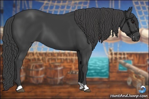 Horse Color:Smoky Black