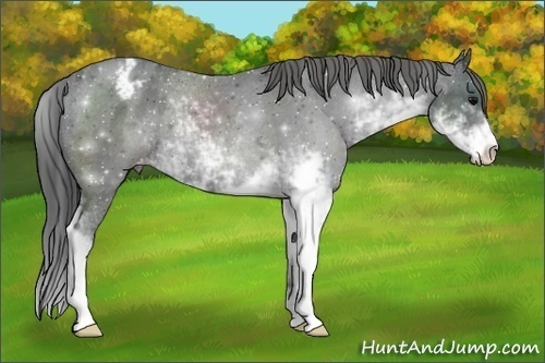 Horse Color:Black Sabino Varnish Rabicano