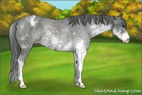 Horse Color:Black Sabino Varnish Rabicano 