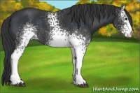 Horse Color:White Spotted Black