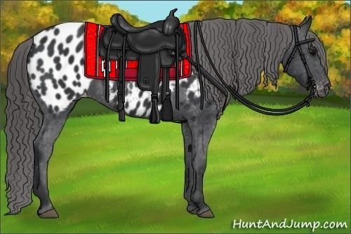 Horse Color:Black Appaloosa