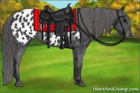 Horse Color:Black Appaloosa