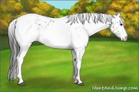 Horse Color:White Spotted Brown 