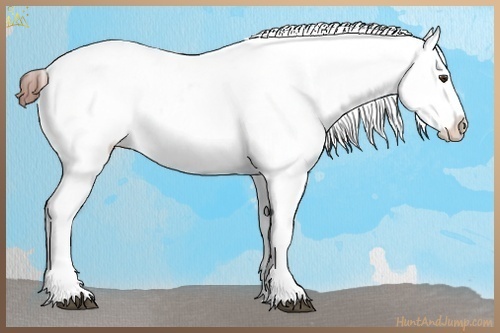 Horse Color:White Spotted Bay Blanket