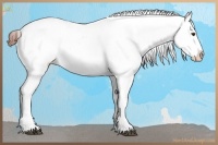 Horse Color:White Spotted Bay Blanket