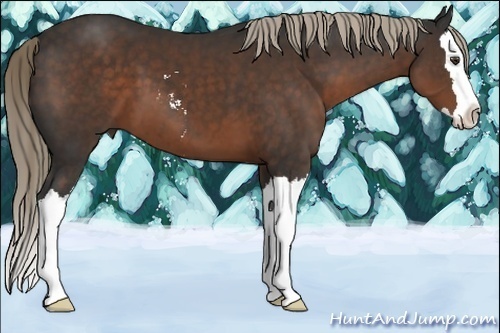 Horse Color:Liver Chestnut Sabino Splash 