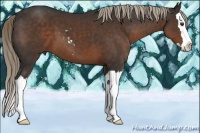 Horse Color:Liver Chestnut Sabino Splash