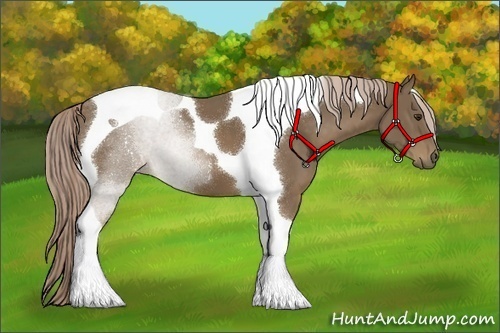 Horse Color:Chocolate Palomino Tobiano 