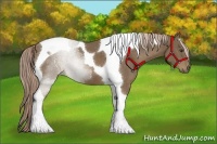 Horse Color:Chocolate Palomino Tobiano