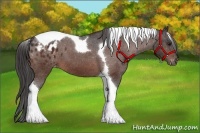 Horse Color:Brown Tobiano Varnish