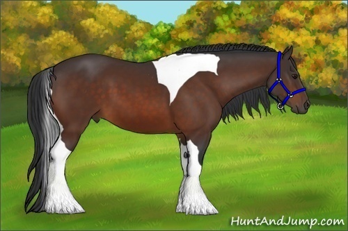 Horse Color:Bay Tobiano 