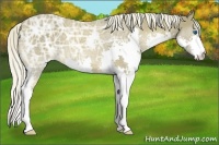 Horse Color:Chocolate Palomino Ice Splash 
