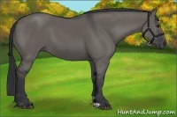 Horse Color:Grullo 