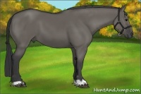 Horse Color:Grullo 