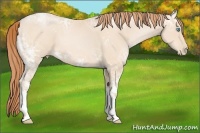 Horse Color:White Spotted Buckskin Ice Pearl