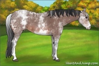 Horse Color:White Spotted Bay Ice