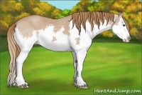 Horse Color:Red Roan Splash