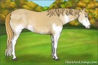 Horse Color:Chestnut Splash 