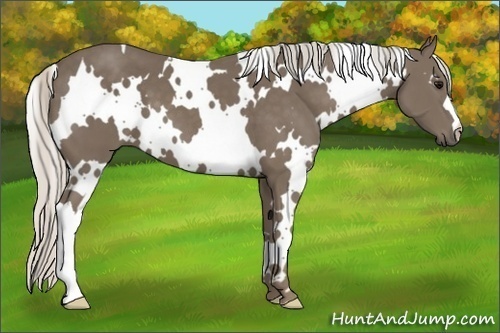 Horse Color:White Spotted Silver Smoky Black