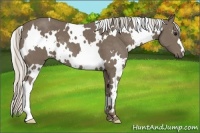 Horse Color:White Spotted Silver Smoky Black
