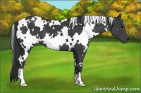 Horse Color:White Spotted Black 