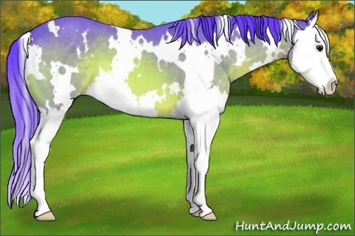 Horse Color:Watercolor White Spotted Bay Splash