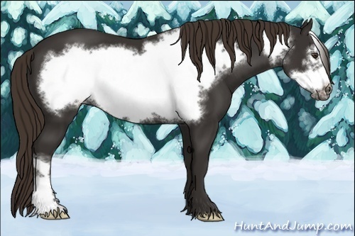 Horse Color:Liver Chestnut Frame 