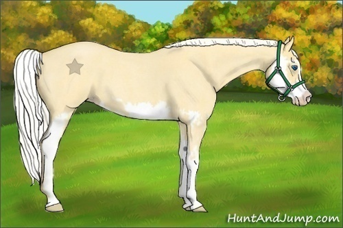 Horse Color:Silver Classic Cream Champagne Roan Dun Splash Frame 
