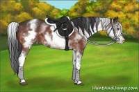 Horse Color:White Spotted Bay Rabicano