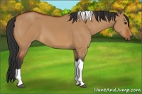 Horse Color:Bay Dun Tobiano