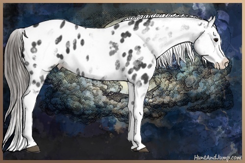 Horse Color:White Spotted Black Appaloosa 