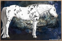 Horse Color:White Spotted Black Near Leopard 