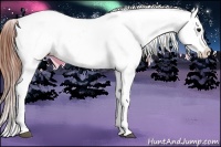 Horse Color:Bay Near Leopard Rabicano 