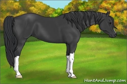 Horse Color:Black 