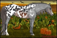 Horse Color:Brown Appaloosa